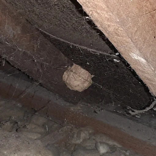 Wasp nest found under roof timbers during an inspection