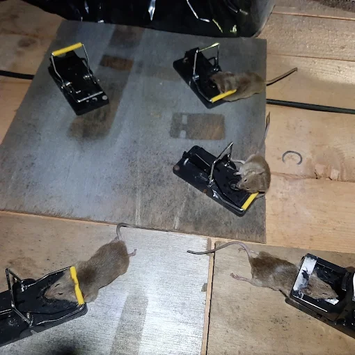 Rodent trapping results from a Grimsby pest control job